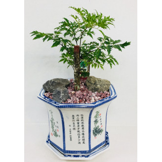 Bonsai Ming Plant